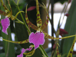 Orchidées à mon goût très belle, que je n'ai pas dans ma collection