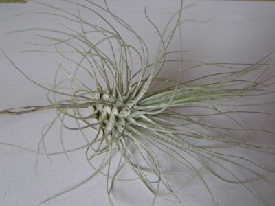 Argentea ou fil d'argent plantes sans terre que l'on peut coller sur un support en bois pour création , en vente sur notre boutique en ligne avec des supports originaux, pour offrir des cadeau insolites, plantes originale